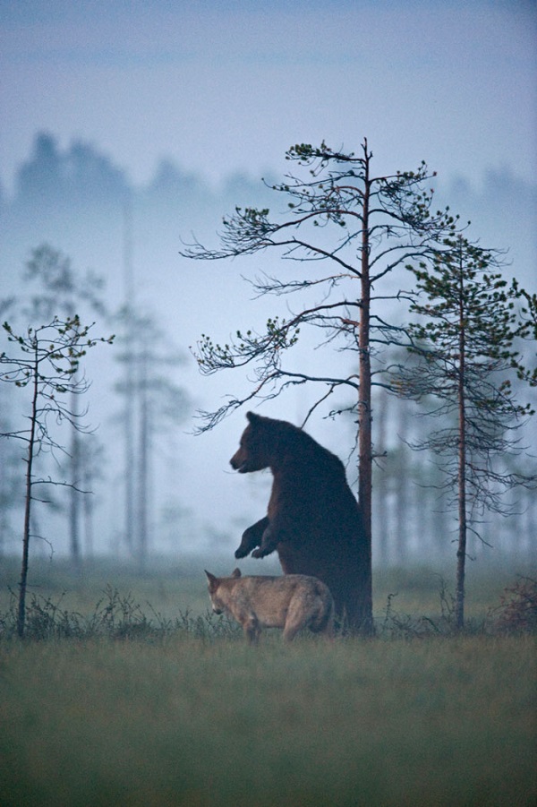 La increíble y rara amistad entre un lobo y un oso (FOTO)