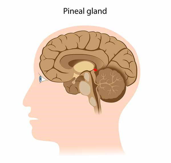 Glande pinéale : c'est pourquoi c'est la glande magique (ou sacrée)