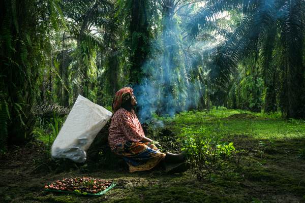 El aceite de palma sostenible no preserva el bosque, la palabra de la Unión Europea