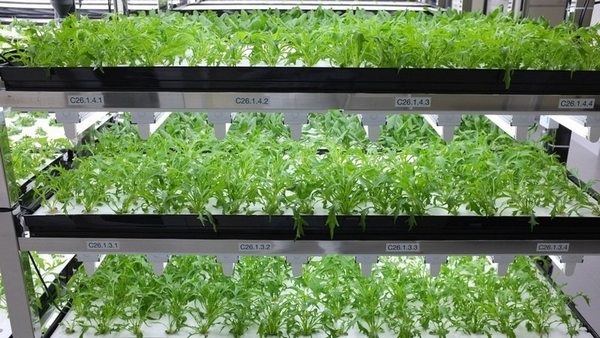 Disused factories? Make way for the hydroponic cultivation of lettuce