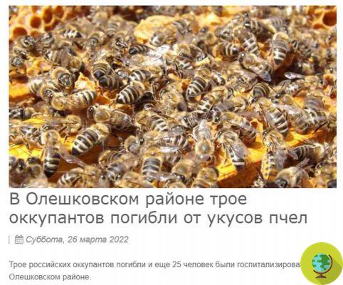 Ukraine: swarm of hungry bees repels Russian soldiers, killing 3 and wounding 25