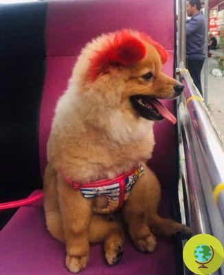 Este cão tem uma reação alérgica depois que o dono o tinge de rosa e acaba perdendo uma orelha