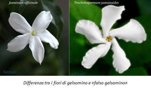 Jasmine: differences with the rincospermo (and which one to prefer)