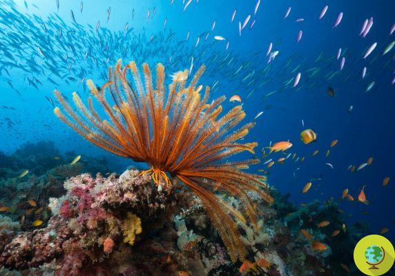 Oceanos: nunca foram tão ácidos. Os recifes de coral também estão em risco