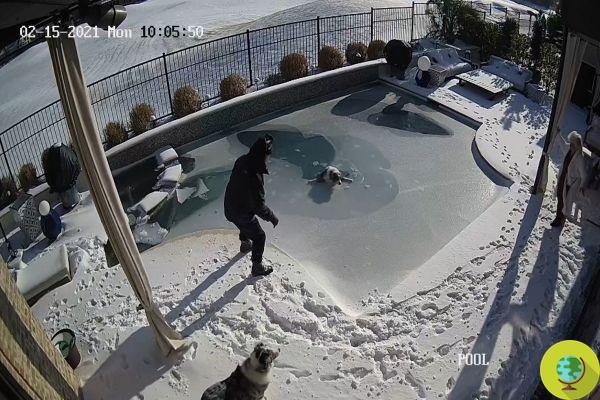 Texas: dog falls into frozen pool, rescue video