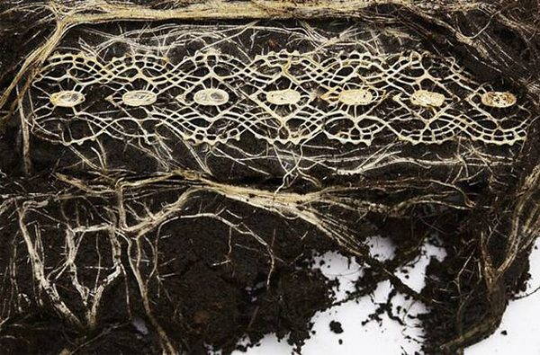 Plant roots become works of art (PHOTO)