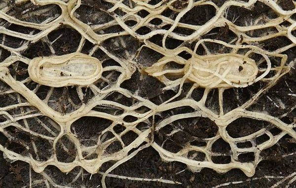 Plant roots become works of art (PHOTO)
