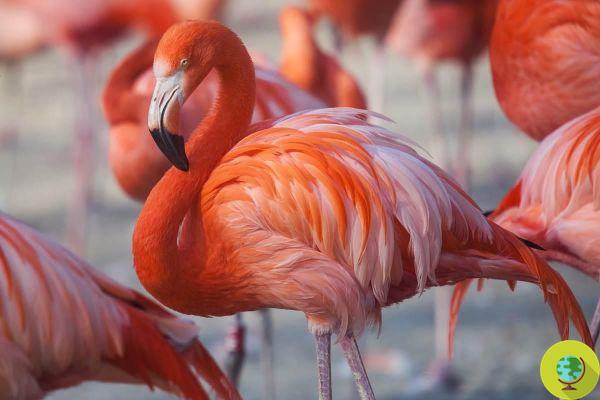 Flamingo é morto em zoológico após ser gravemente ferido por uma criança