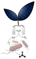 Feuille photovoltaïque créée qui produit du carburant à partir de la lumière du soleil