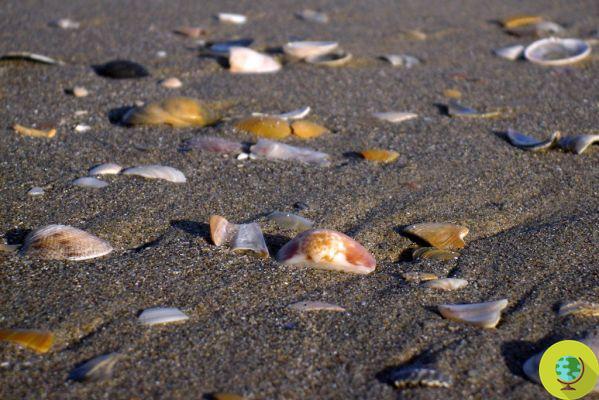 Acidificación de los océanos: las conchas de las conchas se están derritiendo debido al co2