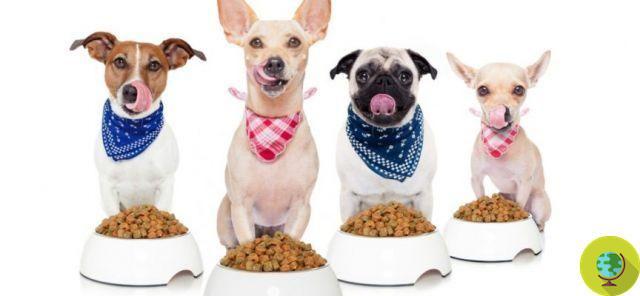 Nutrition canine : 4 mythes à dissiper