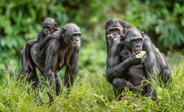 Bonobo: los chimpancés pigmeos son amables y ayudan a los extraños