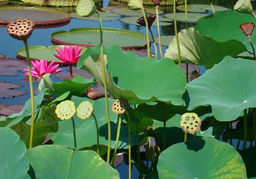 Los 10 jardines botánicos de interior más bonitos del mundo