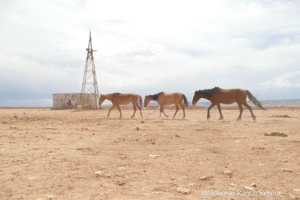 Los héroes que rescataron a los caballos salvajes de la Montaña Gris en la Reserva Navajo