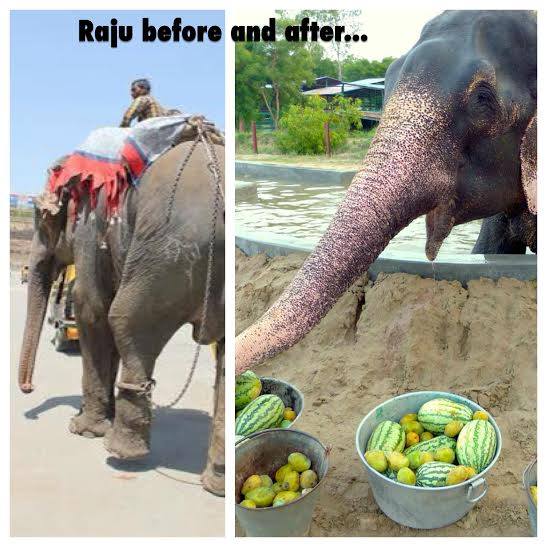 Raju, o elefante que chorou por sua liberdade, ainda em perigo (PETIÇÃO)
