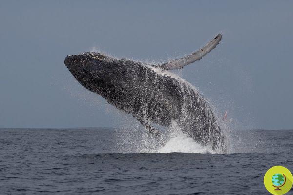 As baleias voltaram para as águas de Nova York