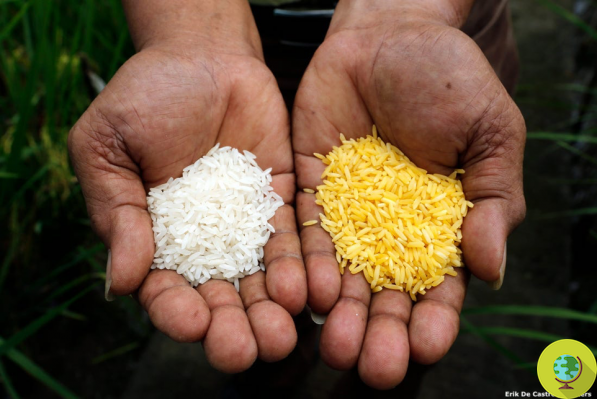 GMO: Chinese children used as guinea pigs to test Golden Rice