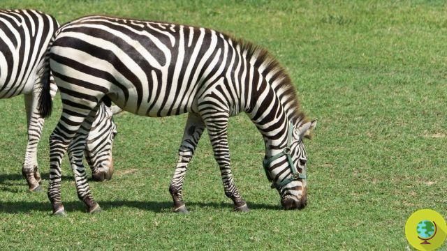 Are zebras white with black stripes or black with white stripes?