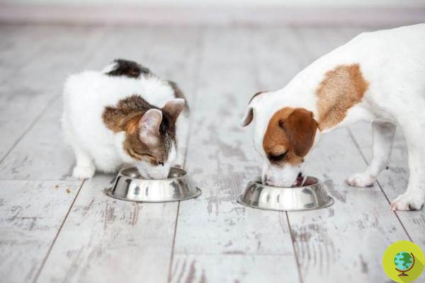 Glifosato: rastros de pesticida también en alimentos para perros y gatos