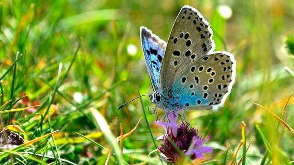La merveilleuse légende du papillon bleu
