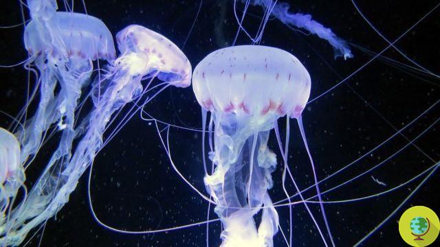 Las medusas de pesadilla, en el Mediterráneo siguen multiplicándose: algún remedio natural útil en caso de picadura
