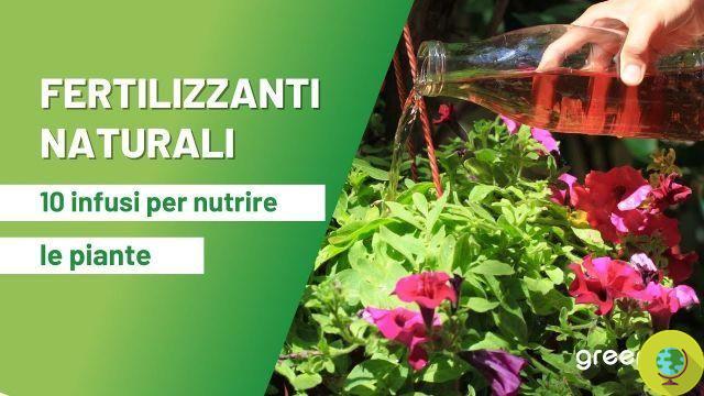 Natural fertilizers: 10 infusions to nourish the plants