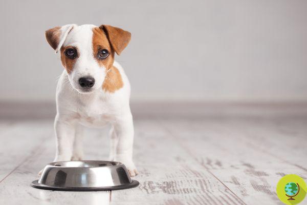 À quelle fréquence les chiens doivent-ils manger ? La recherche révèle la bonne quantité pour lutter contre la vieillesse