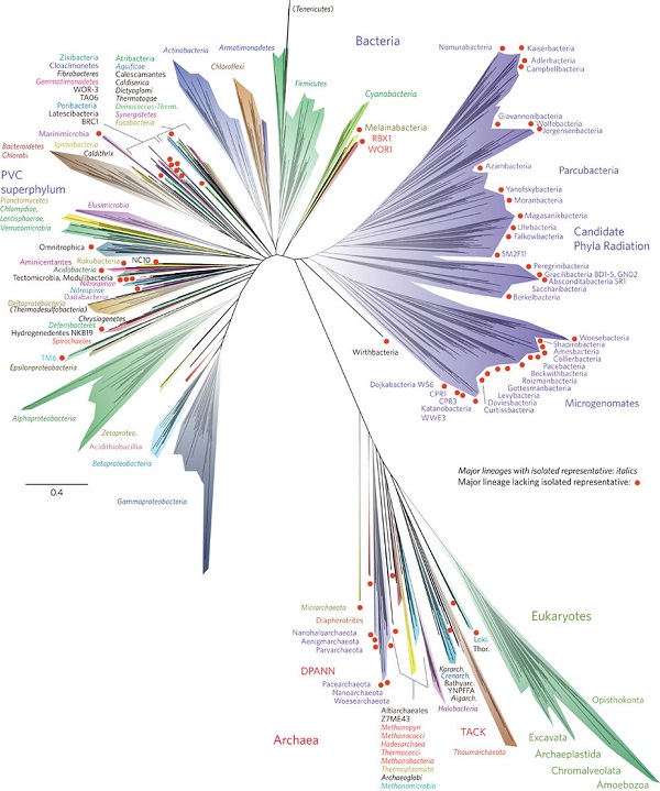 Des chercheurs mettent à jour l'arbre de vie : les bactéries sont maîtresses du monde