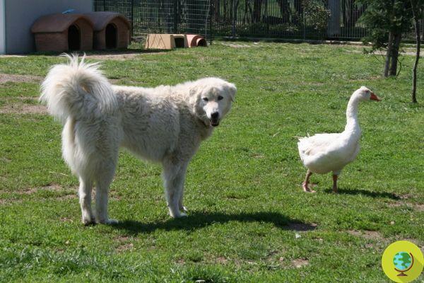 Gwen y Mario: el pastor de la Maremma y la oca se encuentran en la perrera y se hacen amigos inseparables