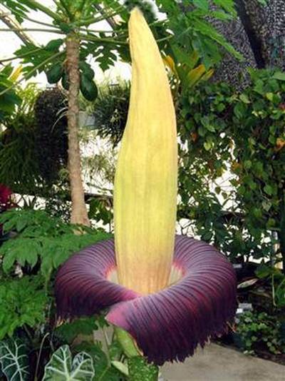 Aro titano: la flor más grande y menos fragante del mundo