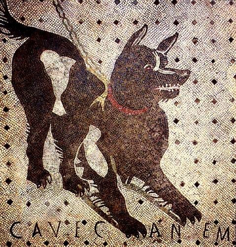 (C) Ave Canem: adote um cachorro de rua de Pompeia