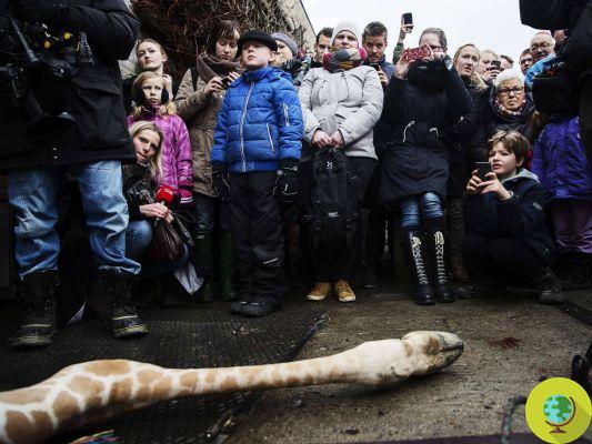 Au revoir la girafe Marius, tuée et nourrie aux lions du zoo de Copenhague (PHOTO et PETITION)