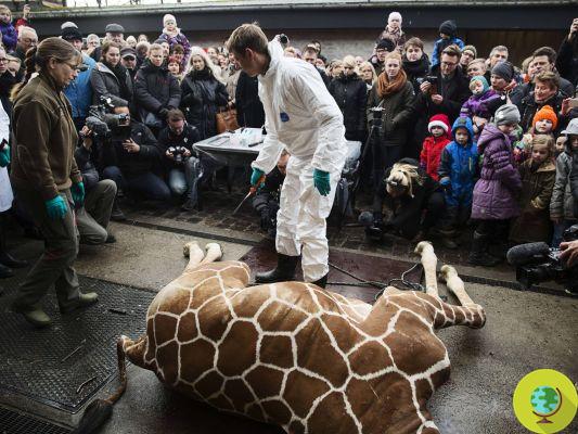 Au revoir la girafe Marius, tuée et nourrie aux lions du zoo de Copenhague (PHOTO et PETITION)