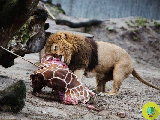 Adiós a la jirafa Marius, asesinada y alimentada a los leones en el zoológico de Copenhague (FOTO y PETICIÓN)