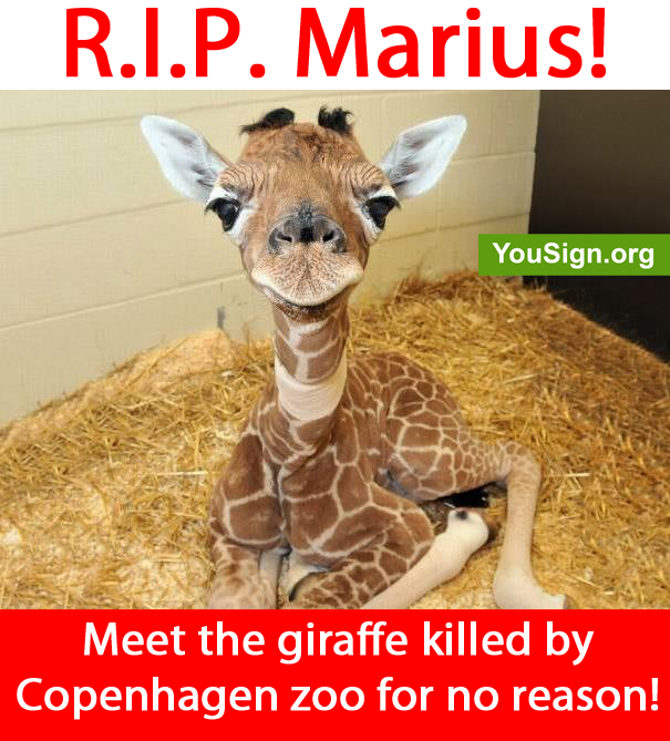 Goodbye the giraffe Marius, killed and fed to the lions at the Copenhagen zoo (PHOTO and PETITION)