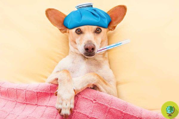 Como saber se o seu cão está com febre e o que fazer