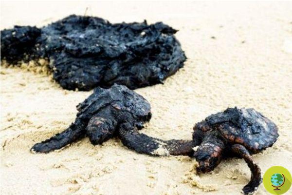 How this popular seasoning is saving sea turtles victims of the oil spill in Israel
