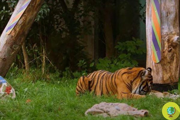 No, the London Zoo tigers haven't gotten into the spirit of Christmas. They are simply prisoners