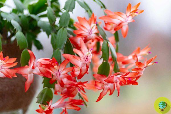 How to repot a Christmas cactus and make it grow strong and lush again next year