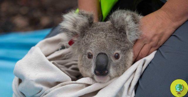 After the Australian fires, the recovered Koalas go “home” to their eucalyptus trees