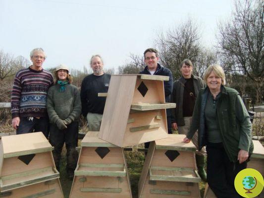 As corujas-das-torres estão de volta ao Reino Unido (e pela primeira vez é graças aos humanos)