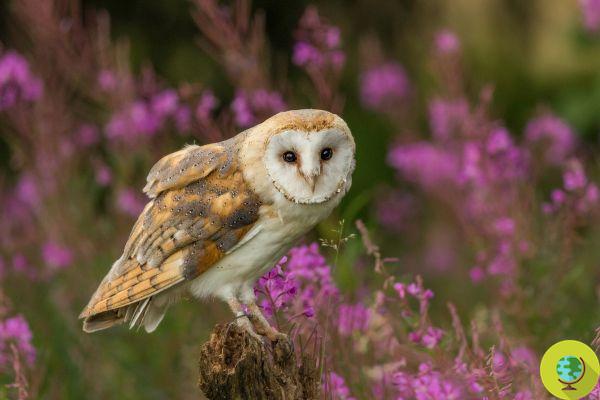 Barn owls are back in the UK (and for once it's thanks to humans)