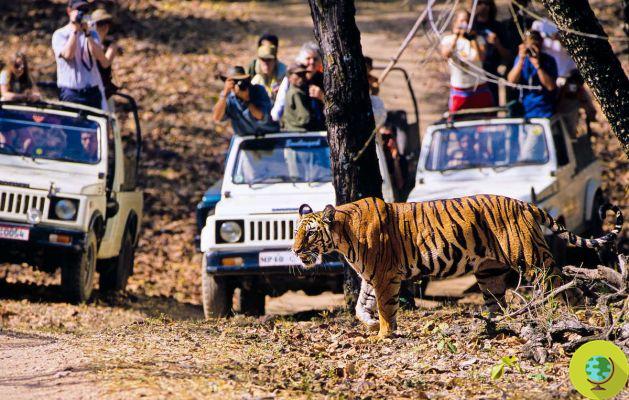 Tigers increase when they coexist with indigenous peoples (PETITION)