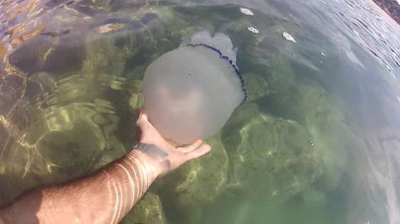Medusa: nadando com os pulmões do mar (fotos e vídeos)