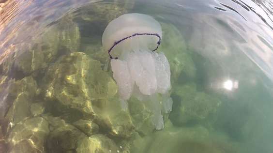 Jellyfish: swimming with the lungs of the sea (photos and videos)