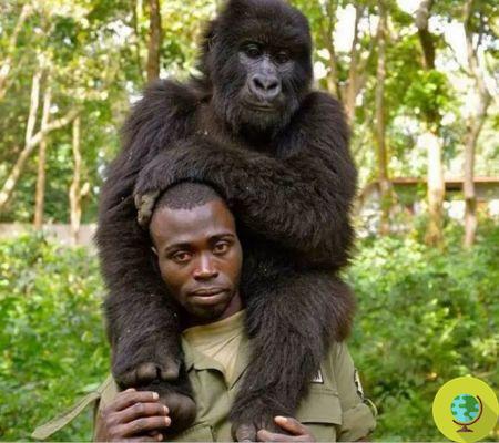 El fantástico selfie con los gorilas posando con los guardabosques que los protegen de los cazadores furtivos todos los días