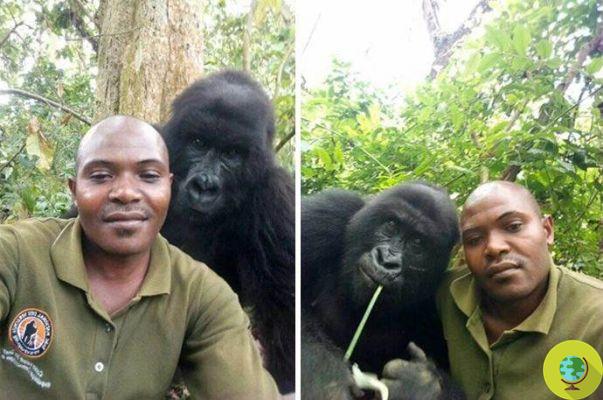 The fantastic selfie with the gorillas posing with the rangers who protect them every day from poachers