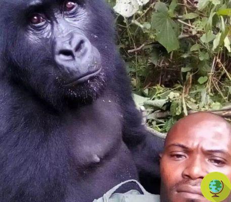 The fantastic selfie with the gorillas posing with the rangers who protect them every day from poachers