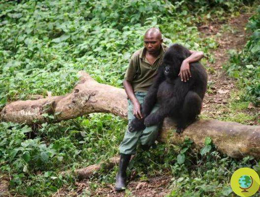 A fantástica selfie com os gorilas posando com os guardas florestais que os protegem todos os dias dos caçadores furtivos