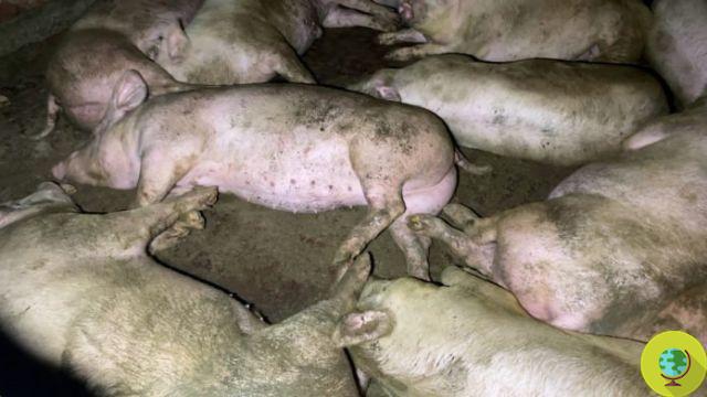 Porcs : vidéo choc dans les élevages « certifiés » Harling au Royaume-Uni. L'enquête secrète d'Animal Equality